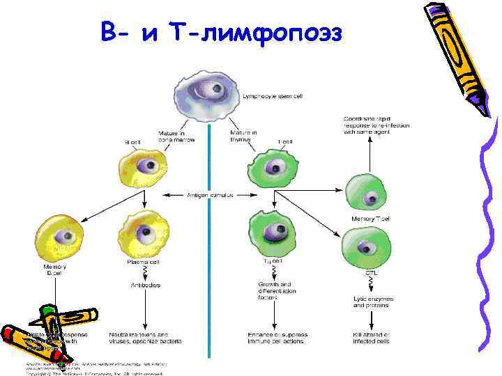 В- и Т-лимфопоэз 