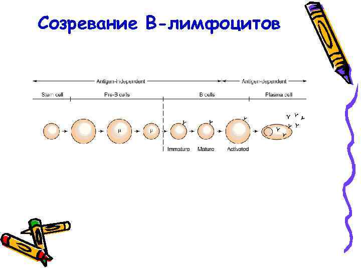 Созревание В-лимфоцитов 