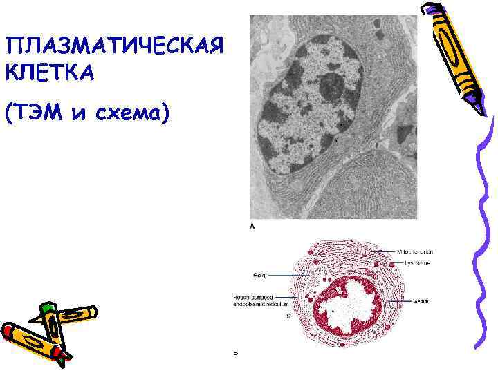 ПЛАЗМАТИЧЕСКАЯ КЛЕТКА (ТЭМ и схема) 