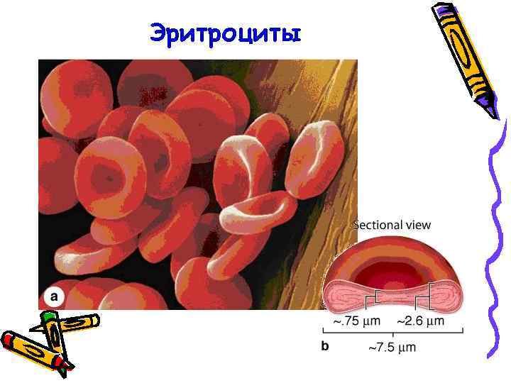 Эритроциты 