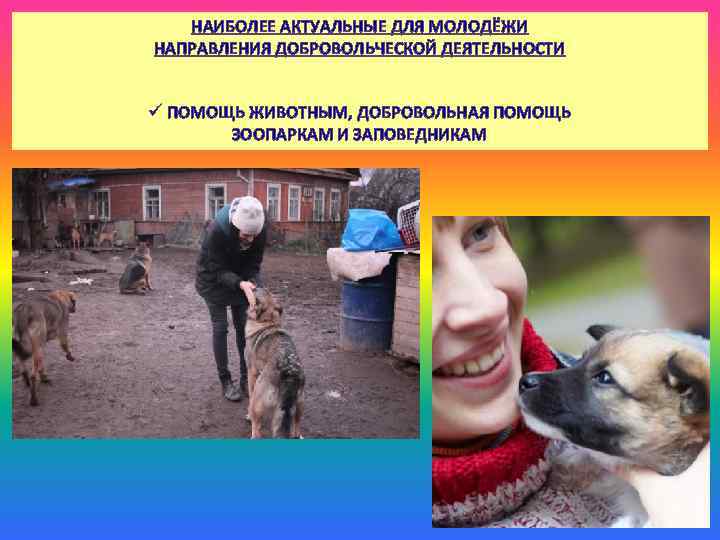 НАИБОЛЕЕ АКТУАЛЬНЫЕ ДЛЯ МОЛОДЁЖИ НАПРАВЛЕНИЯ ДОБРОВОЛЬЧЕСКОЙ ДЕЯТЕЛЬНОСТИ ü ПОМОЩЬ ЖИВОТНЫМ, ДОБРОВОЛЬНАЯ ПОМОЩЬ ЗООПАРКАМ И