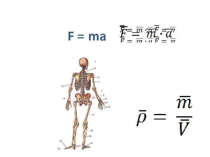 F = ma 