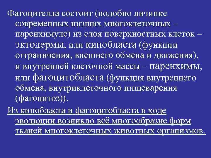 Фагоцителла состоит (подобно личинке современных низших многоклеточных – паренхимуле) из слоя поверхностных клеток –