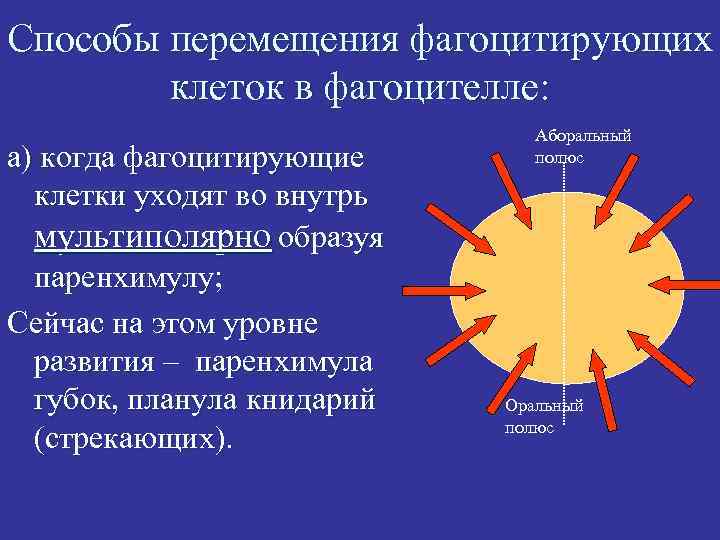 Способы перемещения фагоцитирующих клеток в фагоцителле: а) когда фагоцитирующие клетки уходят во внутрь мультиполярно