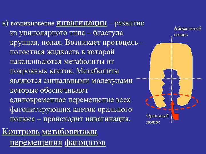 в) возникновение инвагинации – развитие из униполярного типа – бластула крупная, полая. Возникает протоцель