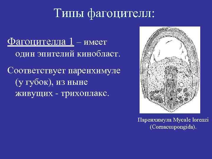 Типы фагоцителл: Фагоцителла 1 – имеет один эпителий кинобласт. Соответствует паренхимуле (у губок), из