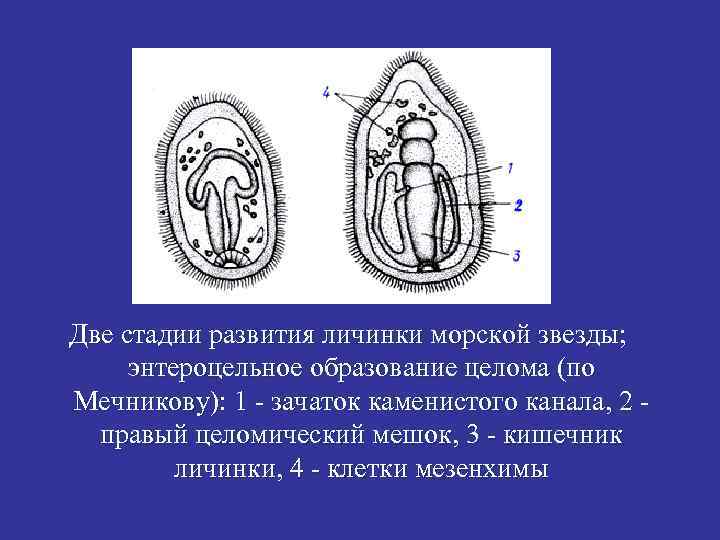 Две стадии развития личинки морской звезды; энтероцельное образование целома (по Мечникову): 1 - зачаток