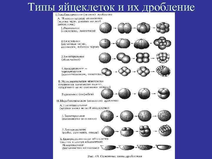 Типы дробления