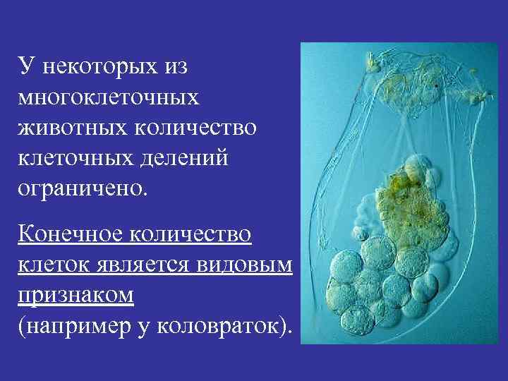 У некоторых из многоклеточных животных количество клеточных делений ограничено. Конечное количество клеток является видовым