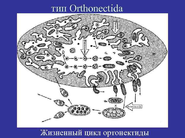 тип Orthonectida Жизненный цикл ортонектиды 