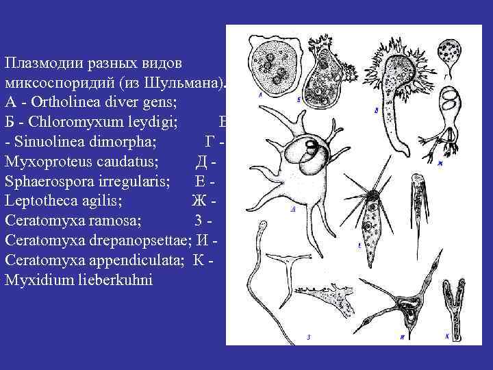 Плазмодии разных видов миксоспоридий (из Шульмана). А - Ortholinea diver gens; Б - Chloromyxum