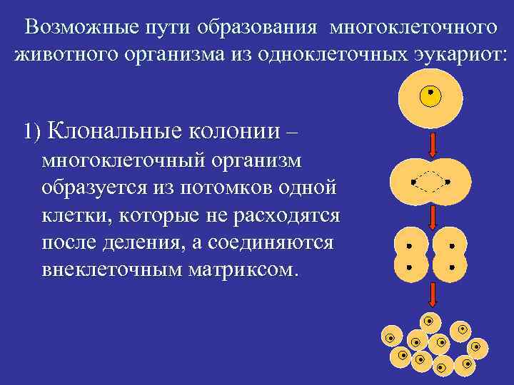 Возможные пути образования многоклеточного животного организма из одноклеточных эукариот: 1) Клональные колонии – многоклеточный