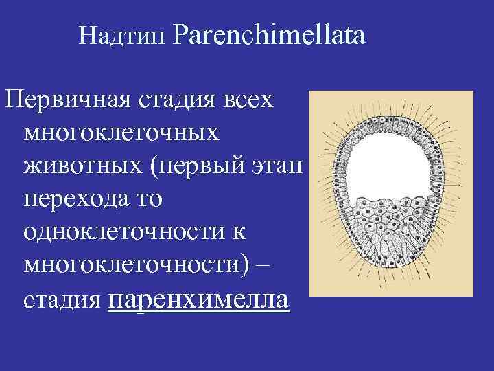 Надтип Parenchimellata Первичная стадия всех многоклеточных животных (первый этап перехода то одноклеточности к многоклеточности)