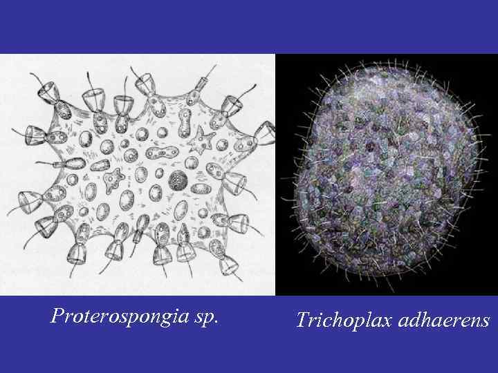 Proterospongia sp. Trichoplax adhaerens 
