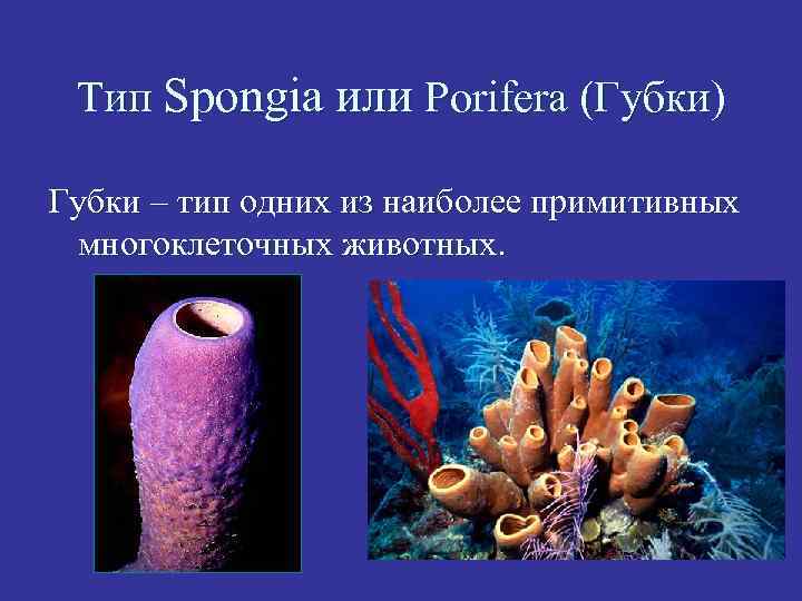 Тип Spongia или Porifera (Губки) Губки – тип одних из наиболее примитивных многоклеточных животных.