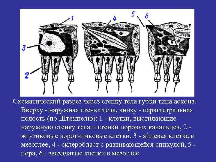 Разрез через. Схематический разрез через стенку тела губки типа Аскона. Разрез стенки тела губки типа АСКОН. Строение стенки тела губки. Поперечный разрез стенки тела губки.