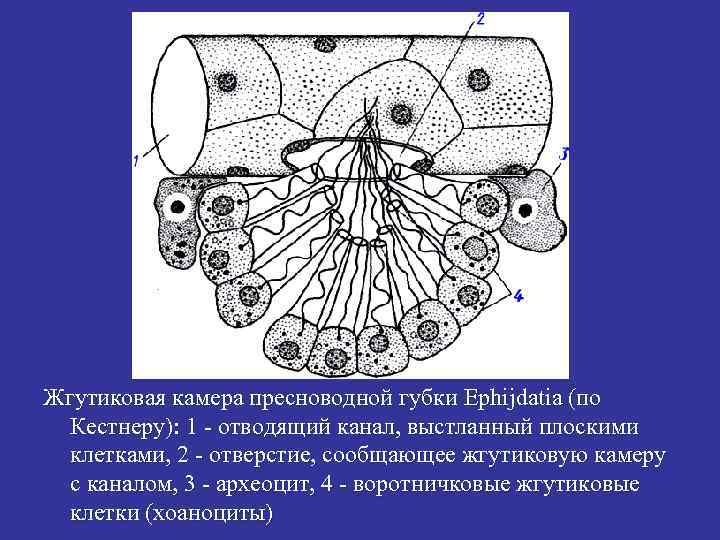 Жгутиковая камера пресноводной губки Ephijdatia (по Кестнеру): 1 - отводящий канал, выстланный плоскими клетками,
