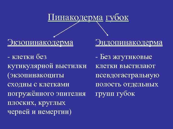 Пинакодерма губок Экзопинакодерма Эндопинакодерма - клетки без кутикулярной выстилки (экзопинакоциты сходны с клетками погружённого
