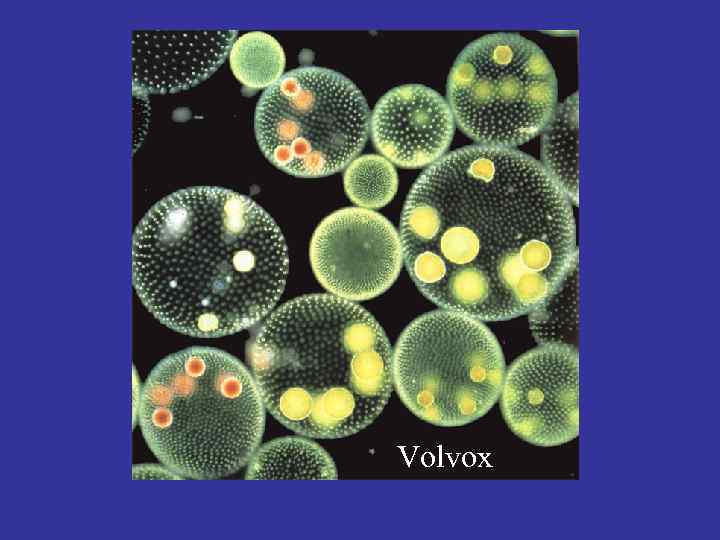 Volvox 