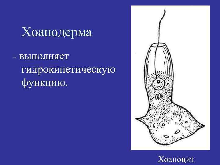 Хоанодерма - выполняет гидрокинетическую функцию. Хоаноцит 