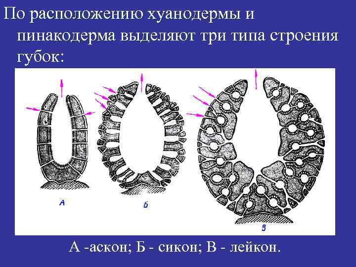 По расположению хуанодермы и пинакодерма выделяют три типа строения губок: А -аскон; Б -