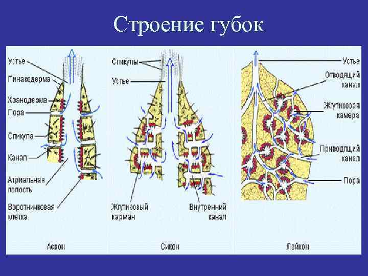 Схема строения губки