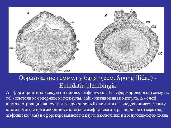 Образование геммул у бадяг (сем. Spongillidae) Ephidatia blembingia. А - формирование капсулы и принос