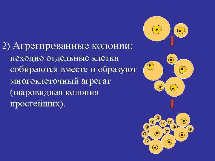 2) Агрегированные колонии: исходно отдельные клетки собираются вместе и образуют многоклеточный агрегат (шаровидная колония