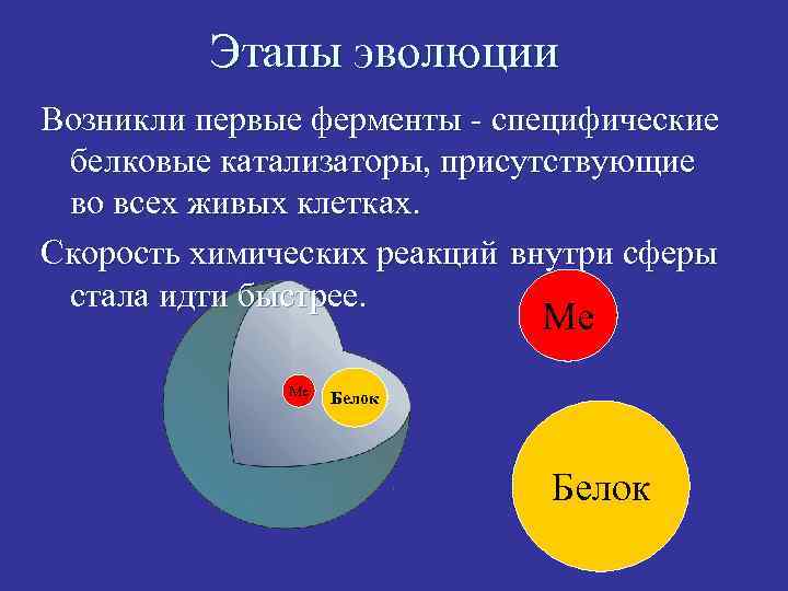 Этапы эволюции Возникли первые ферменты - специфические белковые катализаторы, присутствующие во всех живых клетках.