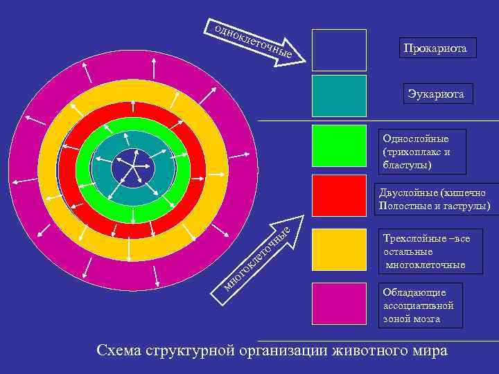 одн окл еточ ные Прокариота Эукариота Однослойные (трихоплакс и бластулы) Двуслойные (кишечно Полостные и