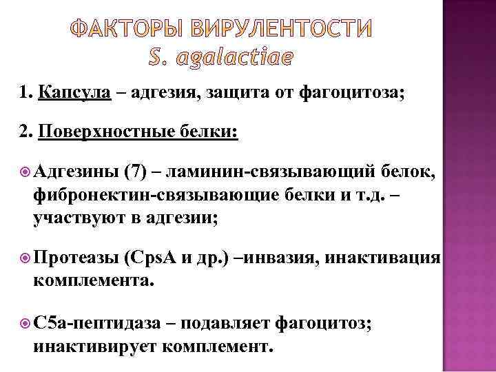 1. Капсула – адгезия, защита от фагоцитоза; 2. Поверхностные белки: Адгезины (7) – ламинин-связывающий