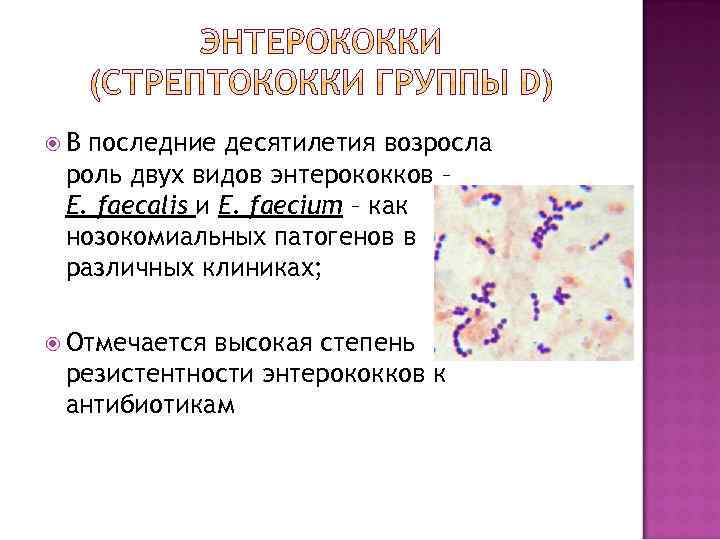  В последние десятилетия возросла роль двух видов энтерококков – E. faecalis и E.