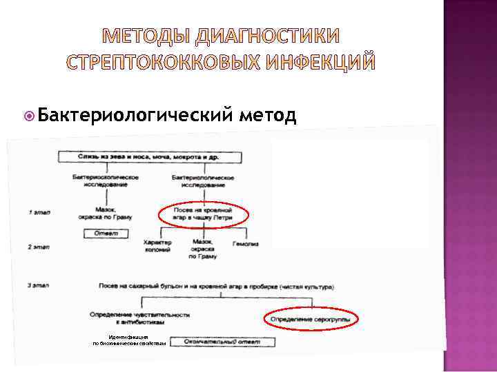  Бактериологический Идентификация по биохимическим свойствам метод 