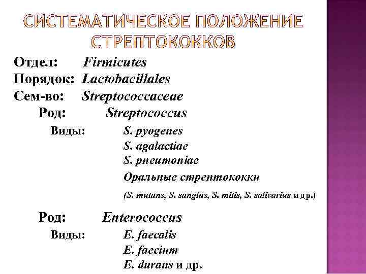 Отдел: Firmicutes Порядок: Lactobacillales Сем-во: Streptococcaceae Род: Streptococcus Виды: S. pyogenes S. agalactiae S.