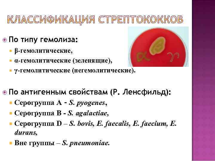  По типу гемолиза: β-гемолитические, α-гемолитические (зеленящие), γ-гемолитические (негемолитические). По антигенным свойствам (Р. Ленсфильд):