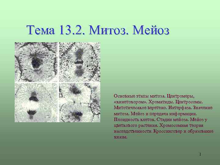  Тема 13. 2. Митоз. Мейоз Основные этапы митоза. Центромеры, «кинетохором» . Хроматиды. Центросомы.