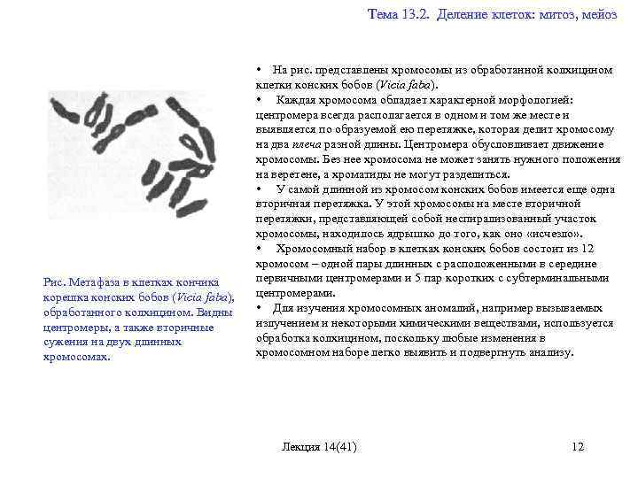  Тема 13. 2. Деление клеток: митоз, мейоз Рис. Метафаза в клетках кончика корешка