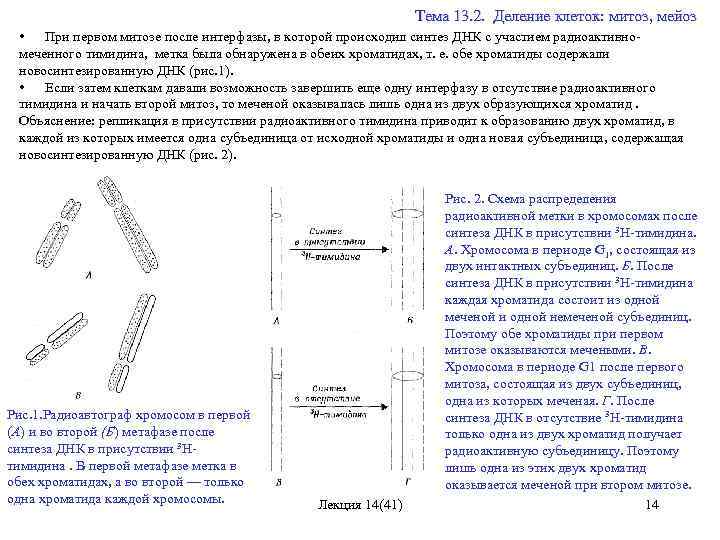  Тема 13. 2. Деление клеток: митоз, мейоз • При первом митозе после интерфазы,