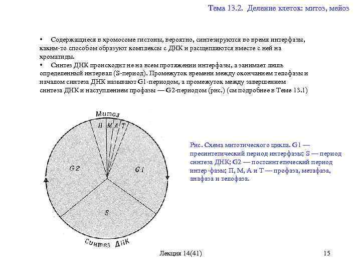  Тема 13. 2. Деление клеток: митоз, мейоз • Содержащиеся в хромосоме гистоны, вероятно,