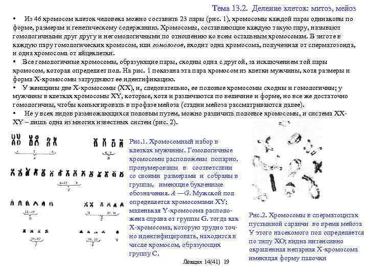  Тема 13. 2. Деление клеток: митоз, мейоз • Из 46 хромосом клеток человека