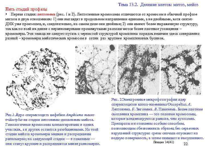 Пять стадий профазы Тема 13. 2. Деление клеток: митоз, мейоз • Первая стадия: лептонема