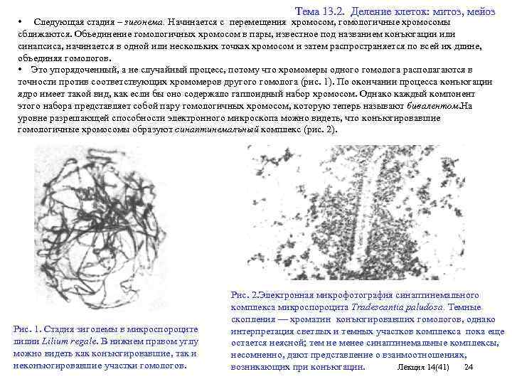  Тема 13. 2. Деление клеток: митоз, мейоз • Следующая стадия – зигонема. Начинается