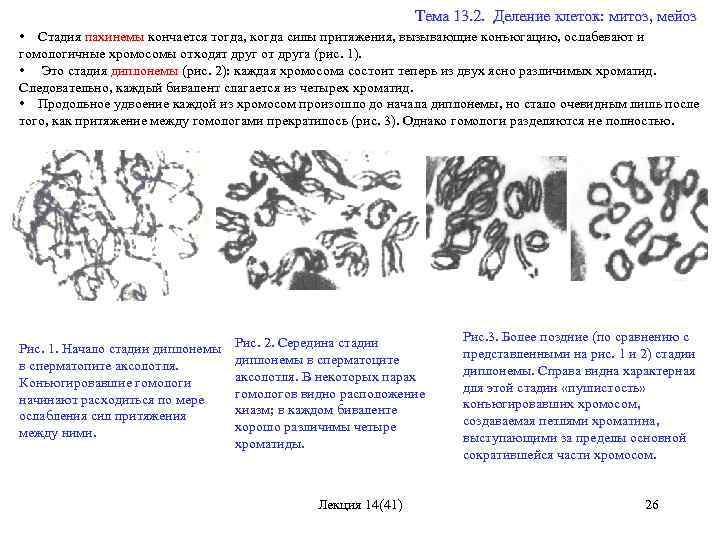  Тема 13. 2. Деление клеток: митоз, мейоз • Стадия пахинемы кончается тогда, когда
