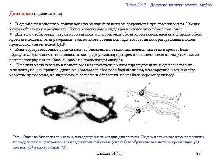  Тема 13. 2. Деление клеток: митоз, мейоз Диплонема ( продолжение) • В одной