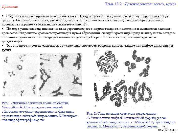 Диакинез Тема 13. 2. Деление клеток: митоз, мейоз • Следующая стадия профазы мейоза: диакинез.