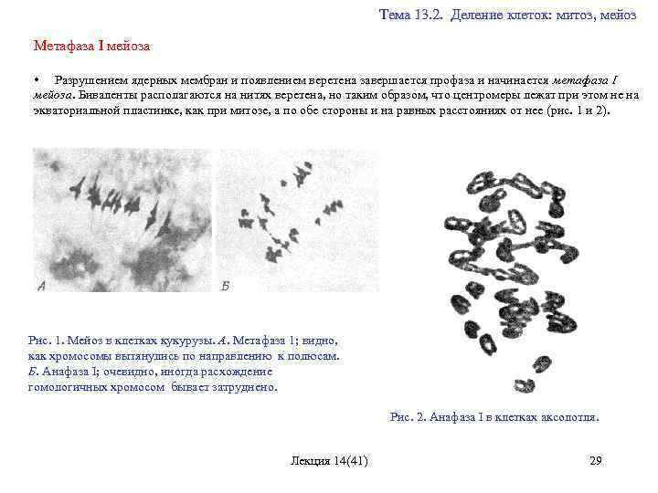  Тема 13. 2. Деление клеток: митоз, мейоз Метафаза I мейоза • Разрушением ядерных