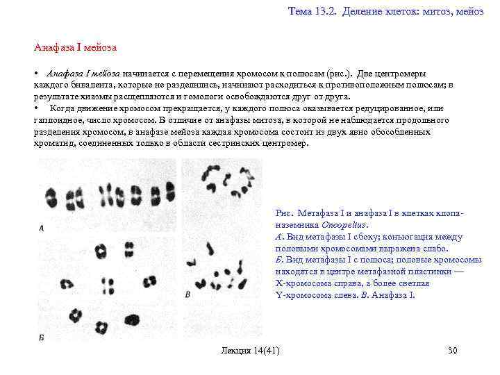  Тема 13. 2. Деление клеток: митоз, мейоз Анафаза I мейоза • Анафаза I