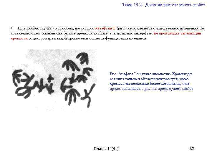  Тема 13. 2. Деление клеток: митоз, мейоз • Но в любом случае у