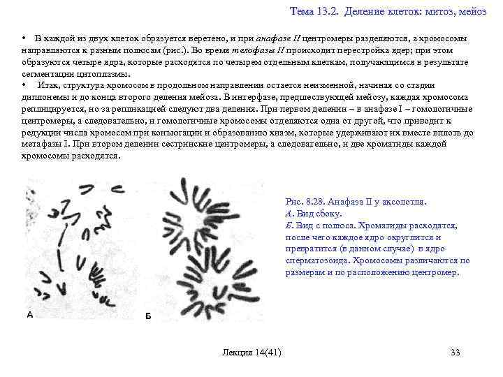  Тема 13. 2. Деление клеток: митоз, мейоз • В каждой из двух клеток
