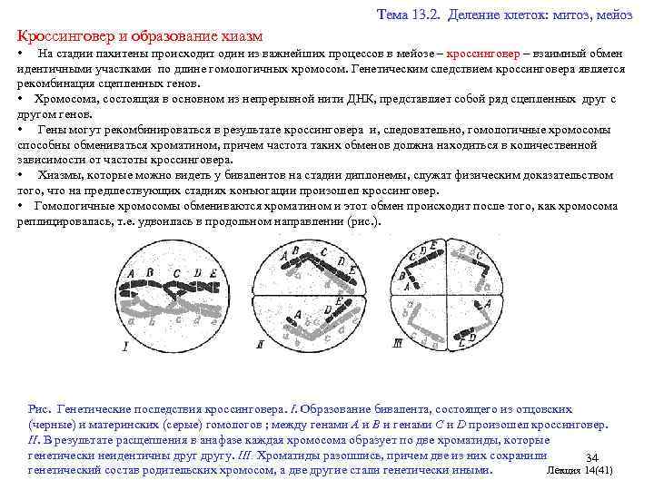  Тема 13. 2. Деление клеток: митоз, мейоз Кроссинговер и образование хиазм • На